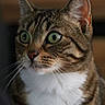 cat, close_up, curious, domestic, ear, facial_stripes, feline, fur, green_eyes, indoor, looking_away, macro, muzzle, nose, pet, portrait, soft_lighting, tabby_cat, whiskers, white_chest