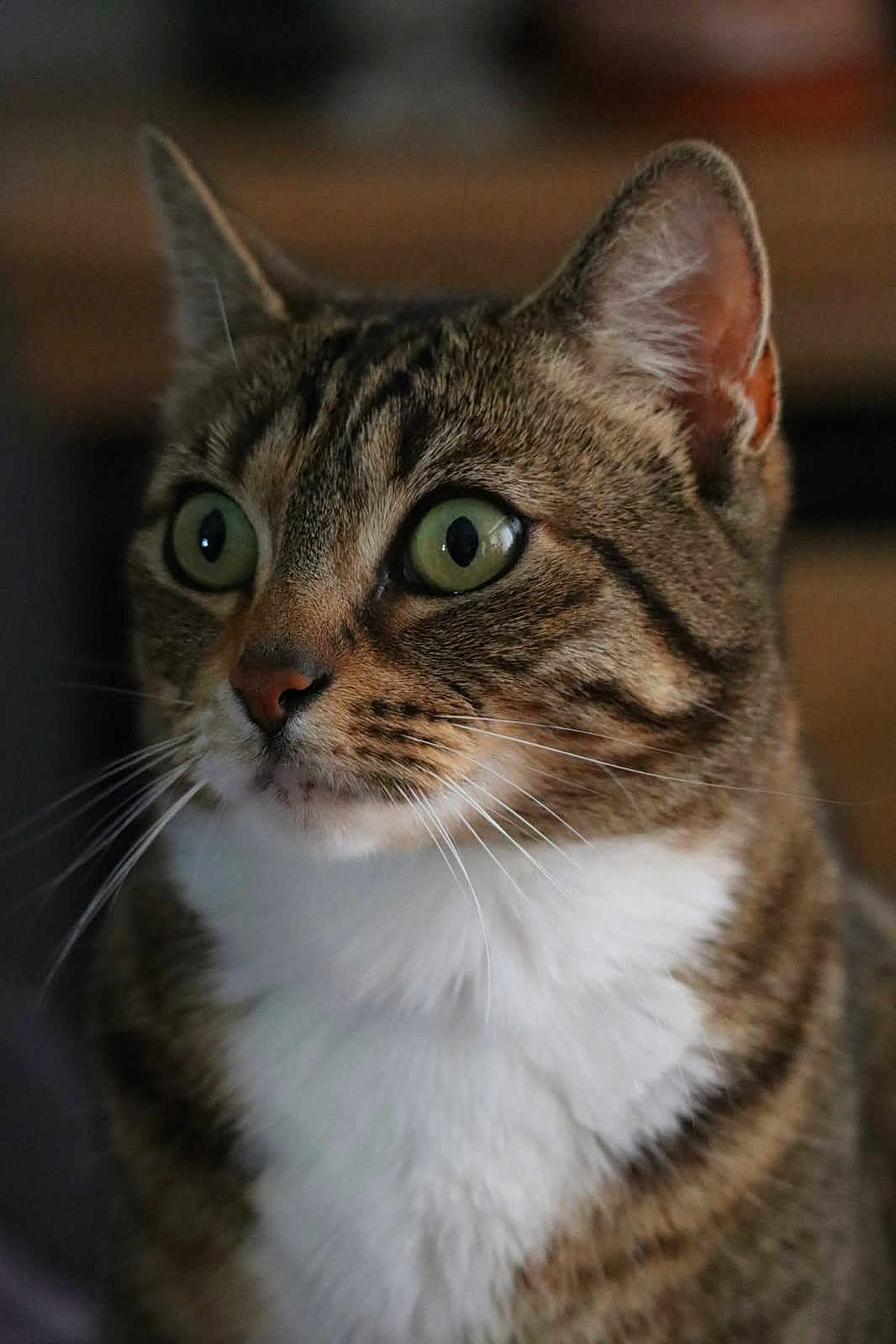Mochi a rejoint le concours — aidez-le/la à gagner de superbes lots ! cat, tabby_cat, pet, close_up, portrait, green_eyes, whiskers, fur, ear, nose, white_chest, domestic, feline, indoor, soft_lighting, looking_away, facial_stripes, curious, macro, muzzle