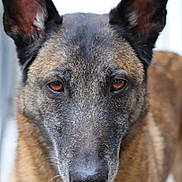 Django a rejoint le concours — aidez-le/la à gagner de superbes lots ! dog, close_up, portrait, canine, animal, fur, ears, tongue, face, pet, brown, black, outdoor, muzzle, expression, looking, friendly, alert, domestic_animal, nose
