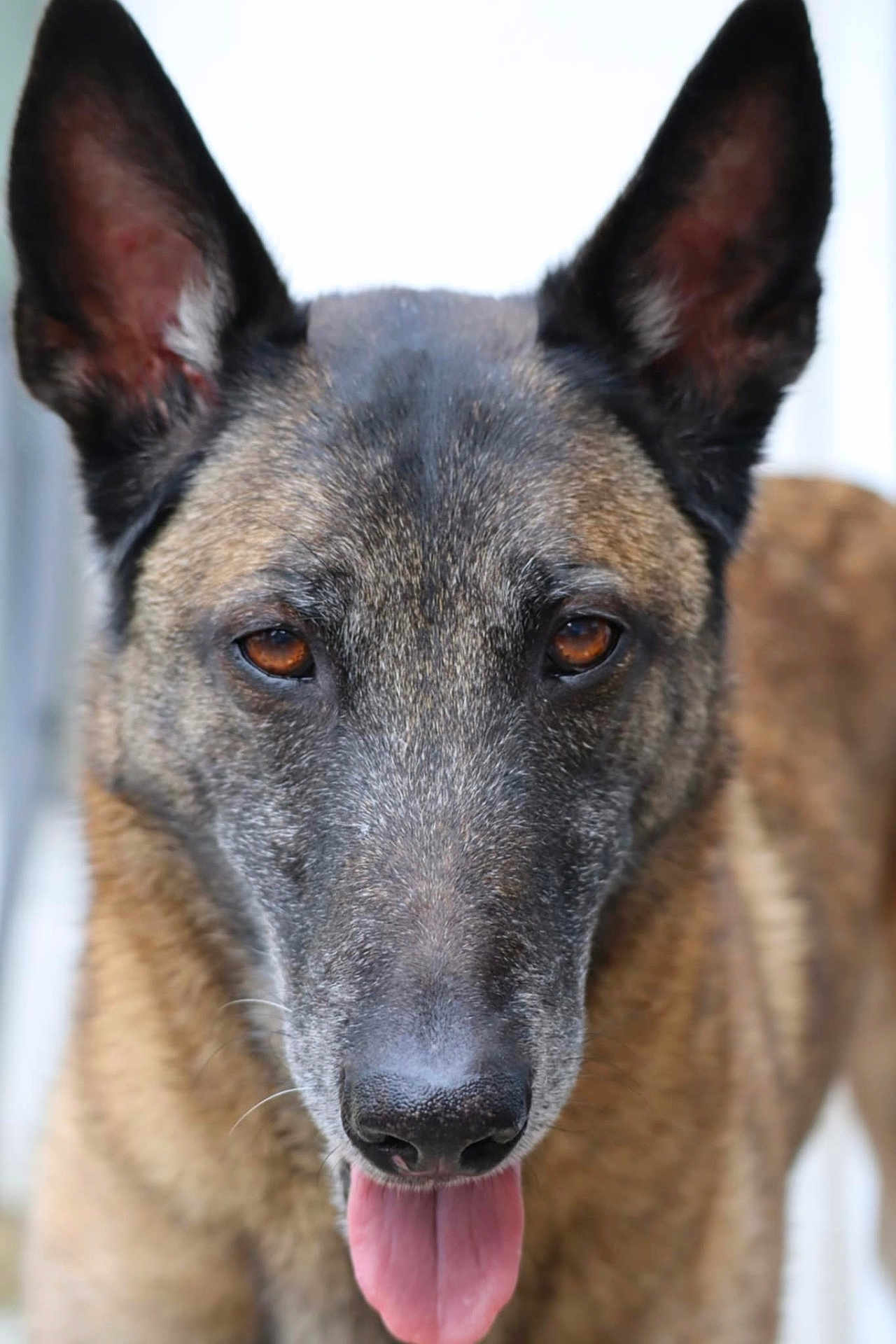 Django a rejoint le concours — aidez-le/la à gagner de superbes lots ! dog, close_up, portrait, canine, animal, fur, ears, tongue, face, pet, brown, black, outdoor, muzzle, expression, looking, friendly, alert, domestic_animal, nose