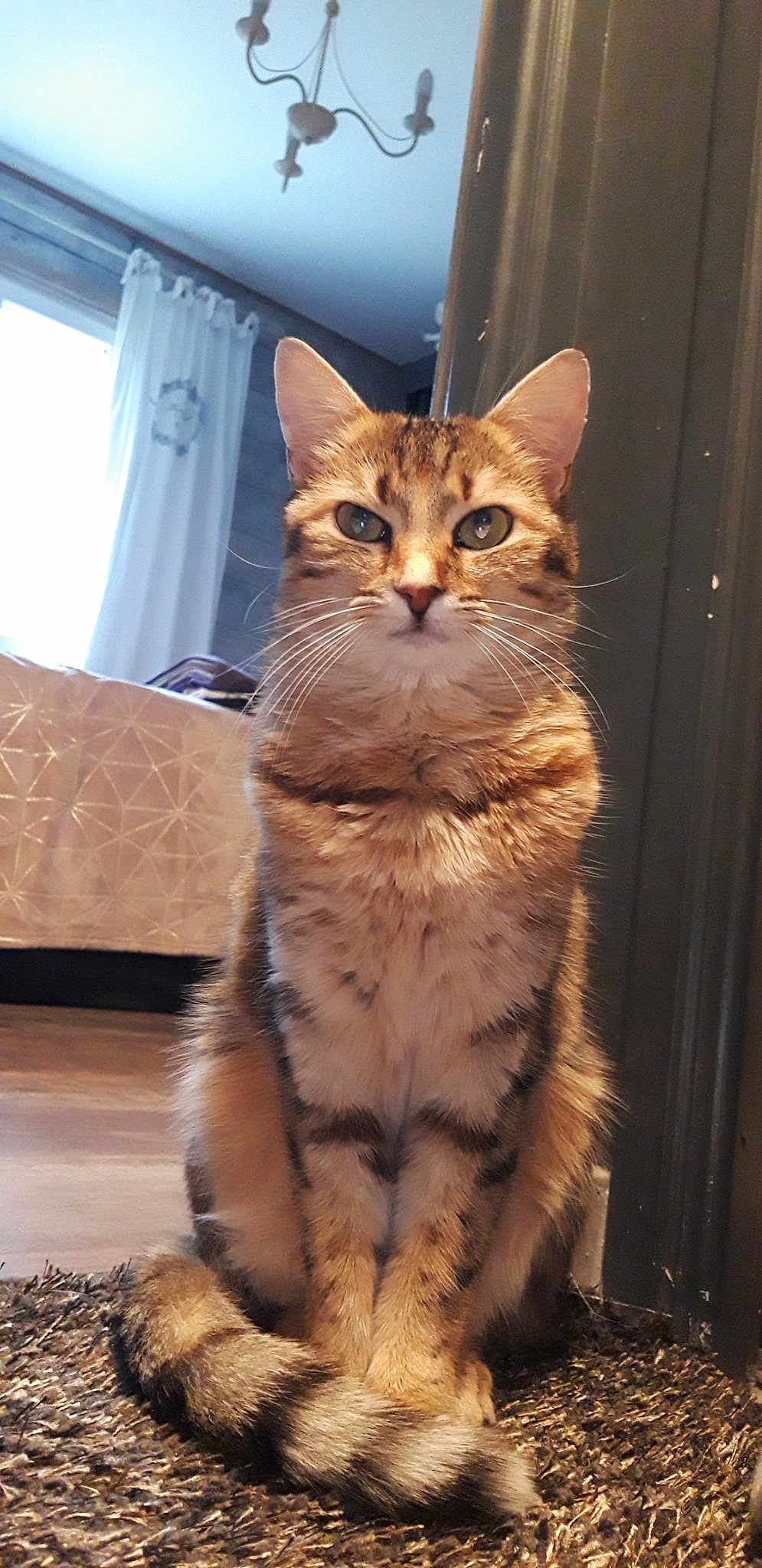 Gigi