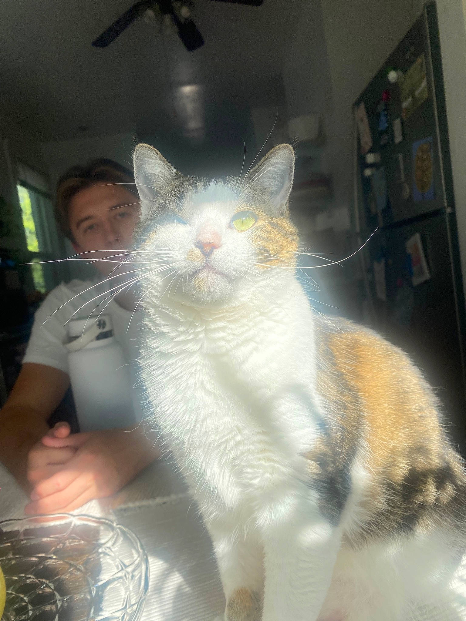 Phyllis joined the competition — help win amazing prizes! carnivore, cat, ceiling_fan, comfort, domestic_short_haired_cat, ear, eye, felidae, fur, gesture, head, light_fixture, mechanical_fan, small_to_medium_sized_cats, snout, tail, whiskers