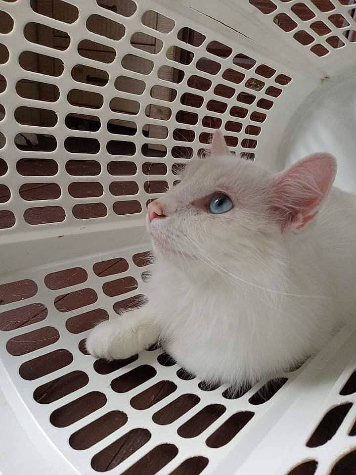 Blue joined the competition — help win amazing prizes! animal_shelter, cage, carnivore, cat, comfort, domestic_short_haired_cat, eyelash, fawn, felidae, fur, line, mesh, metal, paw, pet_supply, rectangle, small_to_medium_sized_cats, snapshot, snout, whiskers