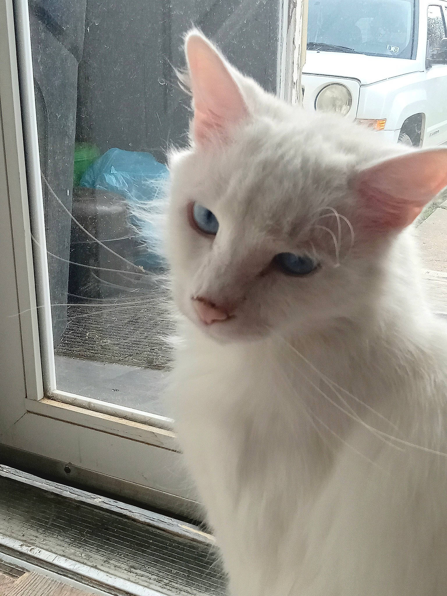 Blue is registered to the contest to win money with this photo: car, carnivore, cat, domestic_short_haired_cat, felidae, fixture, fur, paw, small_to_medium_sized_cats, tail, terrestrial_animal, vertebrate, whiskers, window