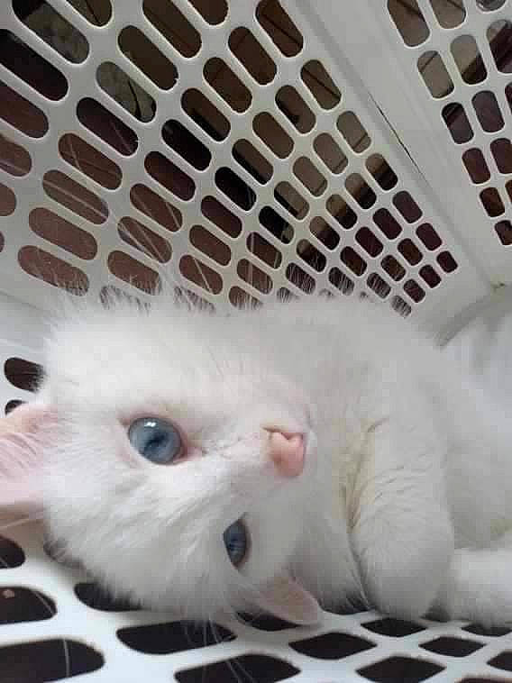 Blue joined the competition — help win amazing prizes! carnivore, cat, claw, domestic_short_haired_cat, eyelash, fawn, felidae, fur, iris, mammal, nose, paw, pet_supply, service, small_to_medium_sized_cats, snout, tail, vertebrate, whiskers, white