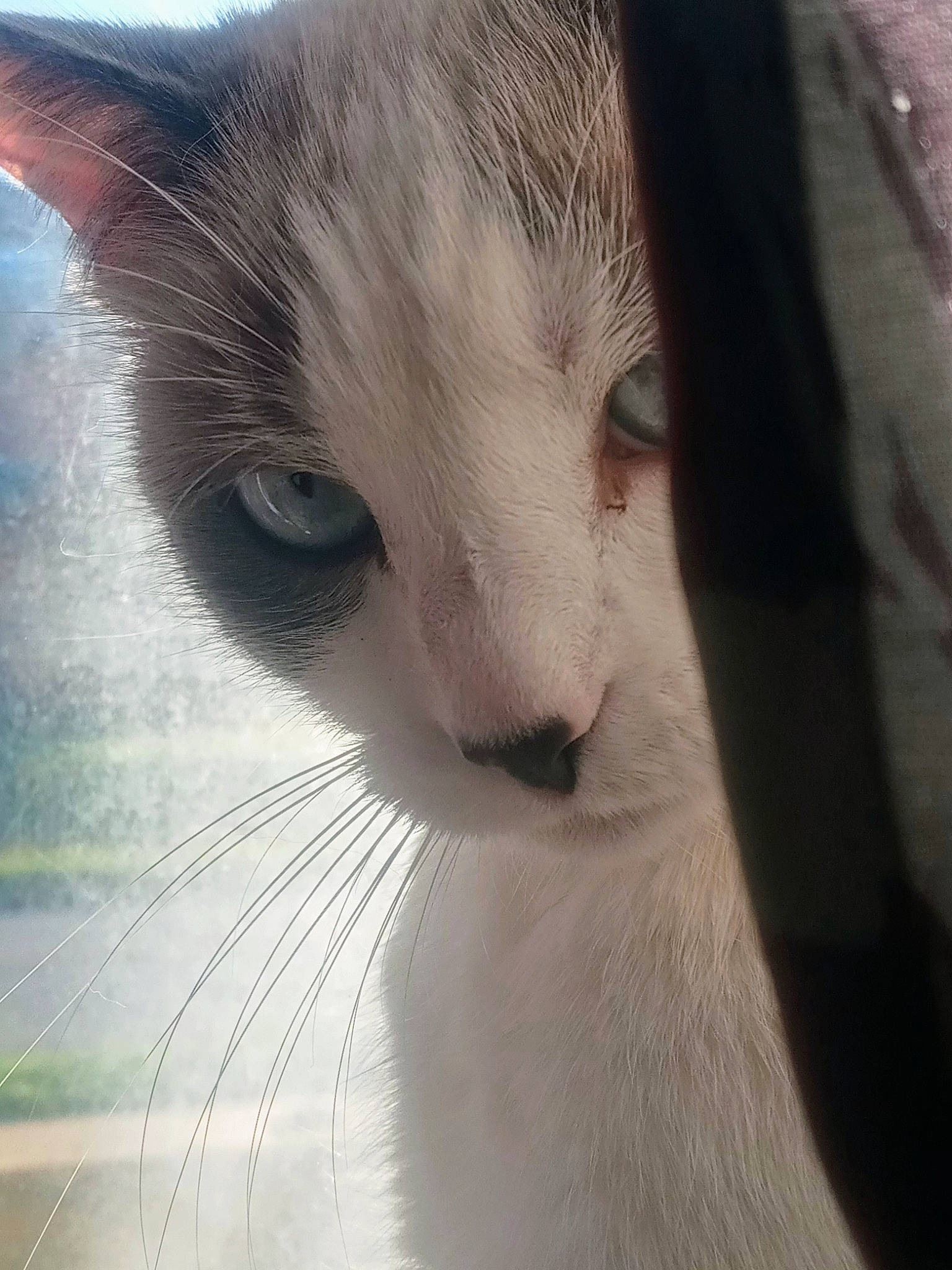 Bella is registered to the contest to win money with this photo: carnivore, cat, domestic_short_haired_cat, eyelash, felidae, fur, paw, sky, small_to_medium_sized_cats, snout, tail, terrestrial_animal, tree, whiskers, wildlife, window