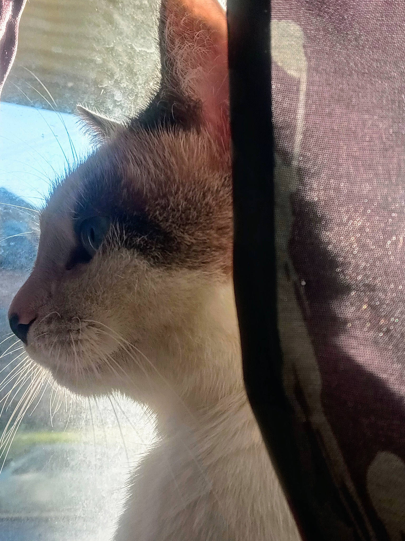 Bella joined the competition — help win amazing prizes! carnivore, cat, close_up, cloud, domestic_short_haired_cat, fawn, felidae, fur, sky, small_to_medium_sized_cats, snout, square, tail, terrestrial_animal, tints_and_shades, tree, whiskers, wildlife, window