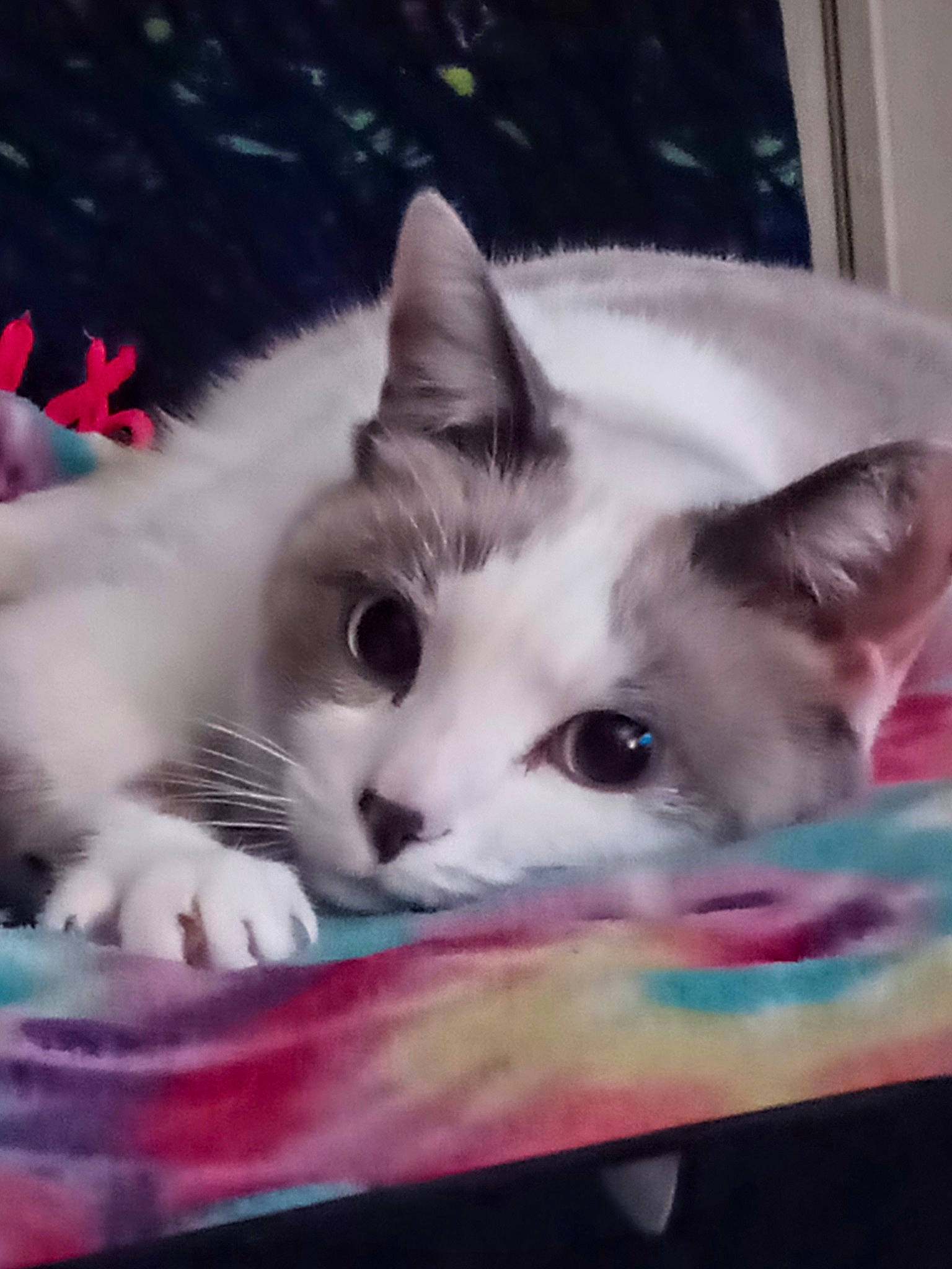 Bella is registered to the contest to win money with this photo: box, carnivore, cat, domestic_short_haired_cat, eye, felidae, fur, iris, paw, photo_caption, publication, sky, small_to_medium_sized_cats, snout, tail, whiskers