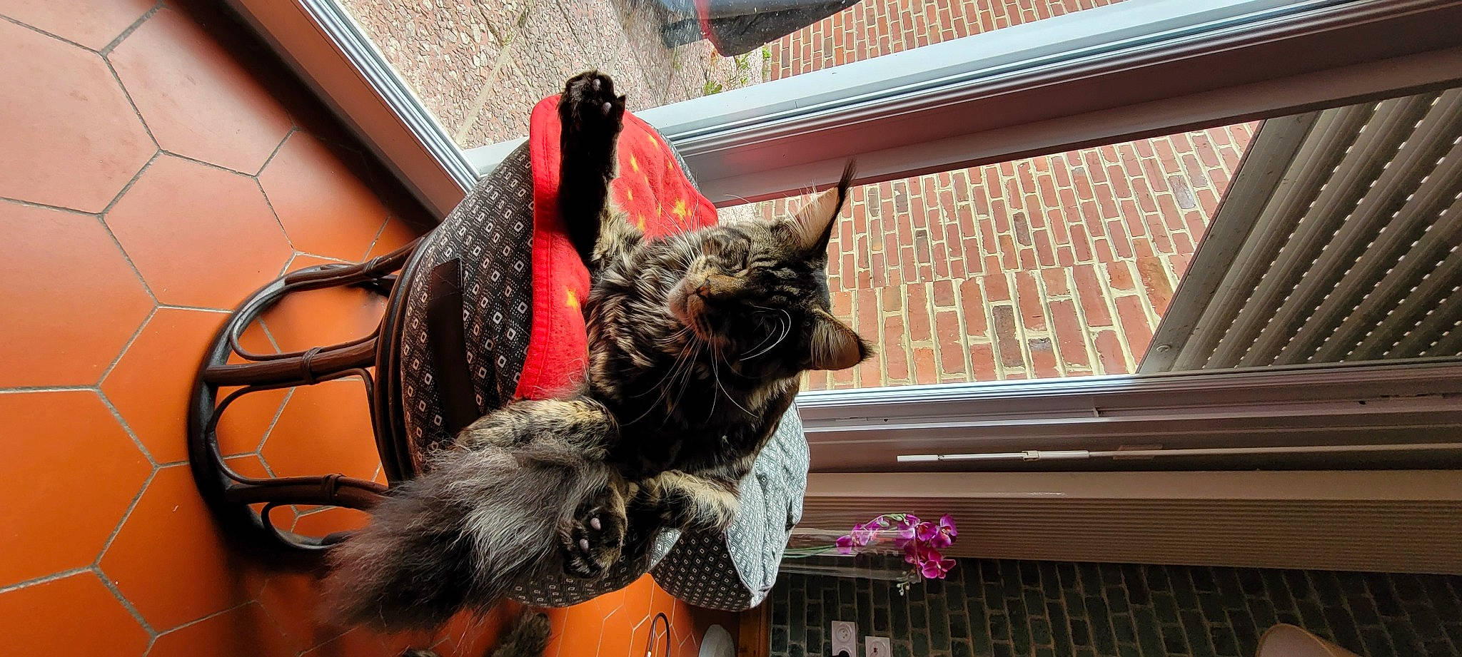 Rockwell participe au concours pour gagner de l'argent avec cette photo : brick, brickwork, canidae, cat, claw, collar, dog_breed, fashion_accessory, fawn, felidae, fur, mammal, plant, small_to_medium_sized_cats, sporting_group, tail, vertebrate, whiskers, window, wood