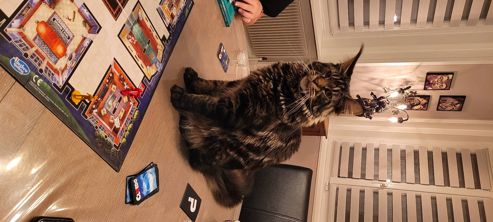 Rockwell a rejoint le concours — aidez-le/la à gagner de superbes lots ! box, carnivore, cat, comfort, domestic_short_haired_cat, felidae, flooring, fur, gadget, human_leg, lap, paw, publication, room, small_to_medium_sized_cats, tail, whiskers