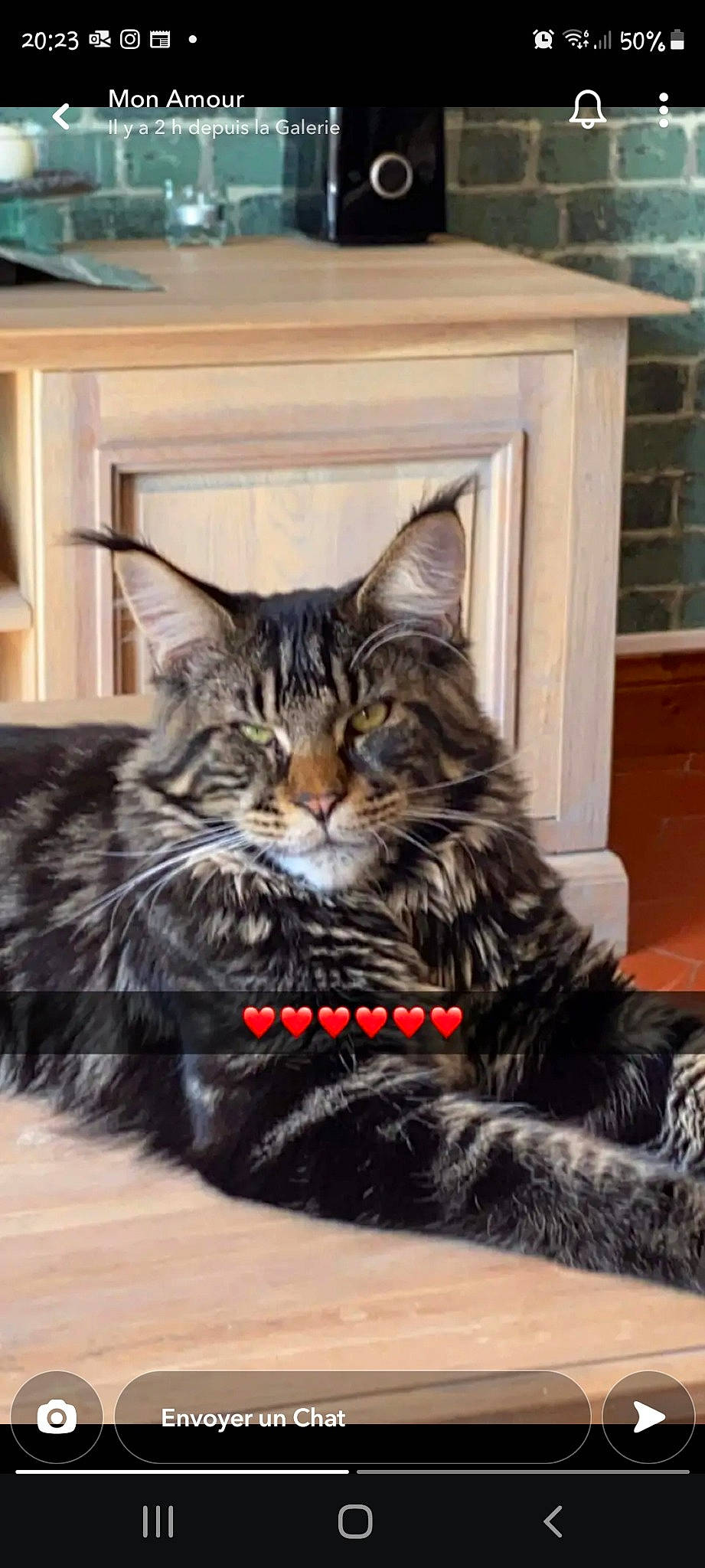 Rockwell participe au concours pour gagner de l'argent avec cette photo : carnivore, cat, claw, collar, comfort, domestic_short_haired_cat, felidae, fur, paw, picture_frame, sitting, small_to_medium_sized_cats, snout, tail, terrestrial_animal, tree, whiskers, window, wood