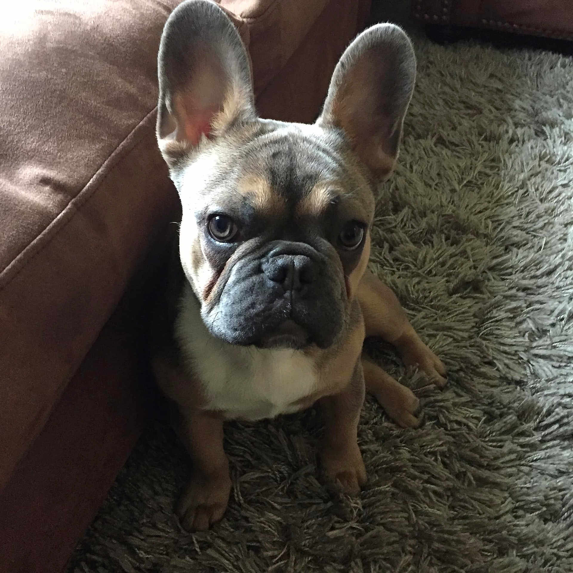 Barry Allen joined the competition — help win amazing prizes! bulldog, canidae, carnivore, companion_dog, dog, dog_breed, ear, fawn, french_bulldog, mammal, molosser, non_sporting_group, nose, puppy, rare_breed_dog, skin, sky, snout, toy_bulldog, vertebrate