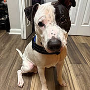 Boo is registered to the contest to win money with this photo: dog, pet, indoor, flooring, wood_floor, black_and_white, collar, sitting, looking_at_camera, canine, animal, domestic_animal, ears, snout, floor, door, home_interior, portrait, young_dog, cute
