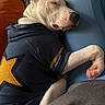 animal, blue_pants, casual, closeup, clothing, comfort, cozy, dog, hoodie, indoor, legs, paw, person, pet, relaxation, resting, sleeping, snuggle, soft_lighting, yellow_star