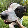 Boo is registered to the contest to win money with this photo: dog, canine, pet, animal, outdoor, grass, stick, chewing, playful, happy, nature, yard, trees, close_up, brown_eyes, white_fur, black_fur, nose, tongue, ears