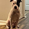 animal, black_spot, brown_floor, calm, canine, dog, door, ears, face, floor, flooring, house, indoor, looking, obedient, pet, sitting, wall, white_dog, wooden_floor