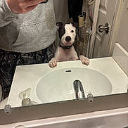 Boo joined the competition — help win amazing prizes! bathroom, black_and_white, casual_clothing, collar, countertop, curious, dog, door, faucet, hand, indoor, mirror, paw, person, pet, reflection, selfie, sink, soap_dispenser, young_dog