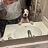 bathroom, black_and_white, casual_clothing, collar, countertop, curious, dog, door, faucet, hand, indoor, mirror, paw, person, pet, reflection, selfie, sink, soap_dispenser, young_dog