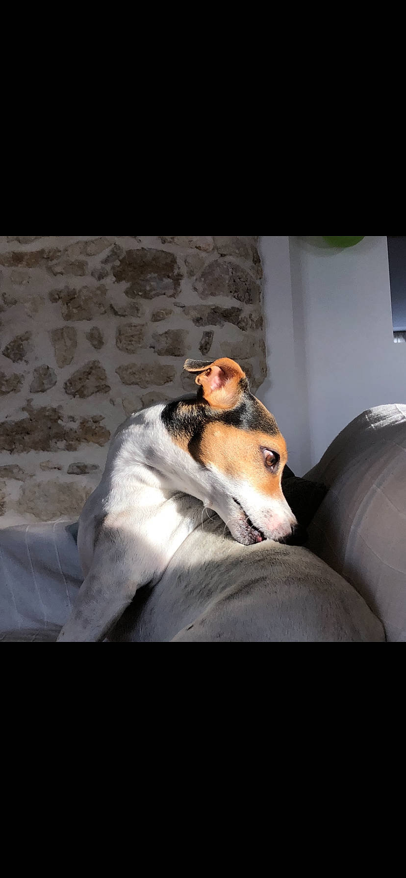 Chruzoë participe au concours pour gagner de l'argent avec cette photo : canidae, carnivore, comfort, companion_dog, dog, dog_breed, flooring, fur, paw, sitting, sporting_group, terrestrial_animal, whiskers, working_animal, working_dog
