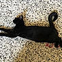 black_cat, cat, pet, animal, indoor, carpet, texture, resting, sleeping, feline, tail, paw, fur, cute, domestic_animal, relaxation, laying_down, cozy, home, patterned_carpet