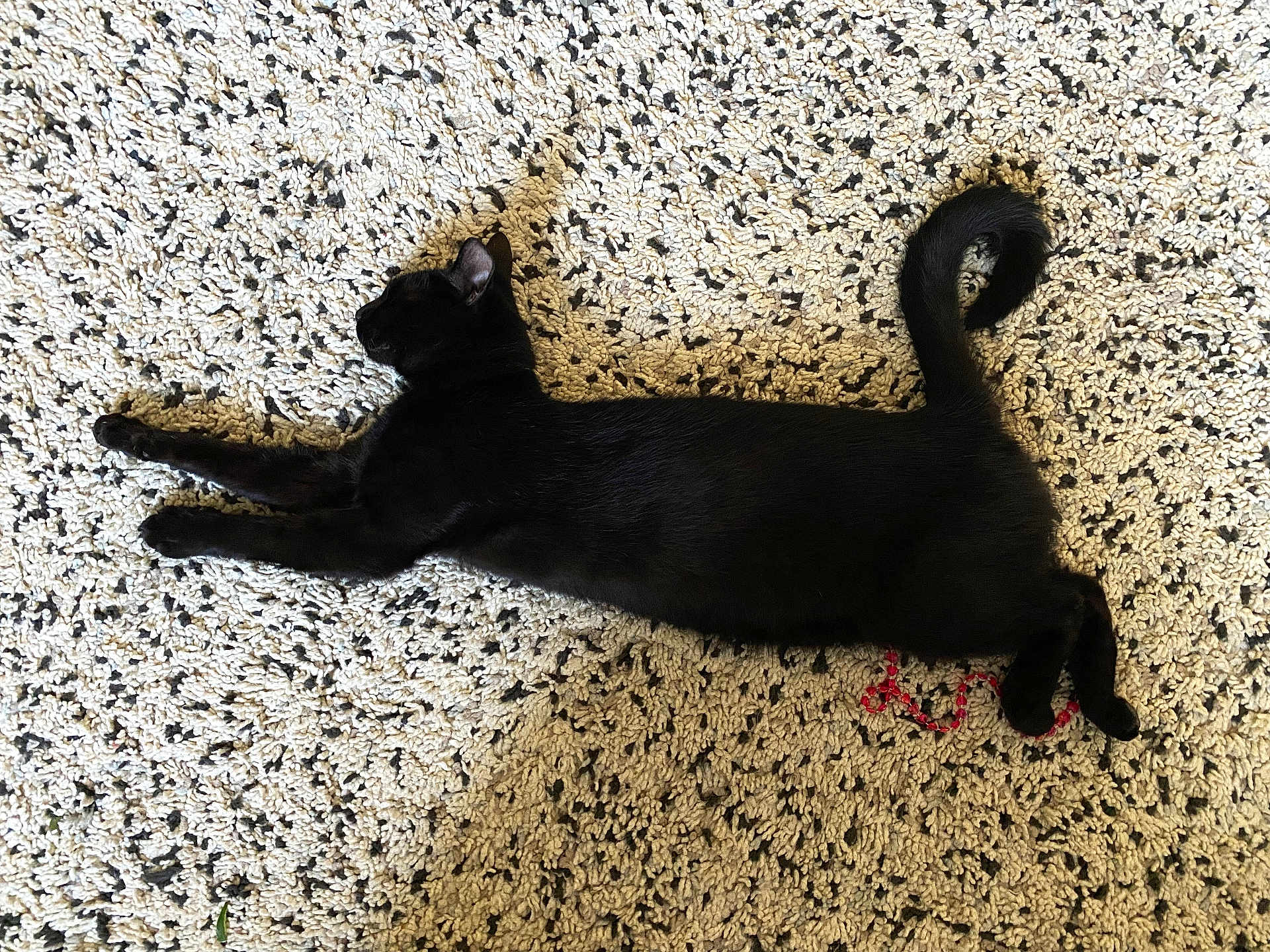 Sirius a rejoint le concours — aidez-le/la à gagner de superbes lots ! black_cat, cat, pet, animal, indoor, carpet, texture, resting, sleeping, feline, tail, paw, fur, cute, domestic_animal, relaxation, laying_down, cozy, home, patterned_carpet