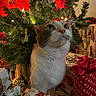 animal, cat, celebration, christmas, christmas_presents, christmas_tree, cozy, curious, cute, decorations, festive, festive_decor, gift_wrap, greenery, holiday_lights, holiday_season, indoor, pet, red_bow, whiskers