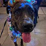 Tannie is registered to the contest to win money with this photo: animal, antlers, brown_fur, celebration, close_up, collar, costume, cute, decorations, dog, festive, festive_lights, happy, holiday, indoor, lights, pet, playful, tile_floor, tongue_out