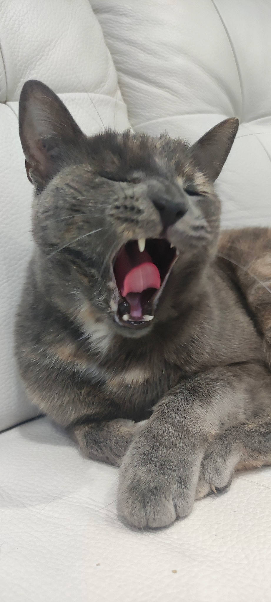 Praline a rejoint le concours — aidez-le/la à gagner de superbes lots ! carnivore, cat, claw, domestic_short_haired_cat, eye, fang, felidae, fur, gesture, grey, jaw, paw, roar, small_to_medium_sized_cats, smile, snout, tongue, whiskers, window, yawn