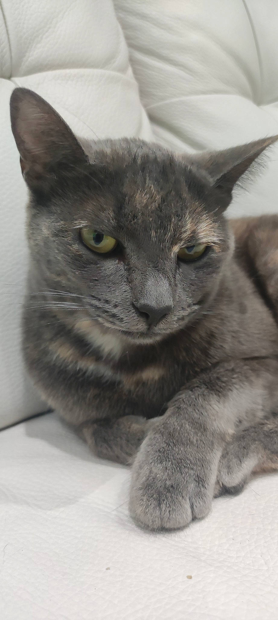 Praline a rejoint le concours — aidez-le/la à gagner de superbes lots ! carnivore, cat, domestic_short_haired_cat, felidae, fur, grey, russian_blue, small_to_medium_sized_cats, snout, terrestrial_animal, whiskers, window