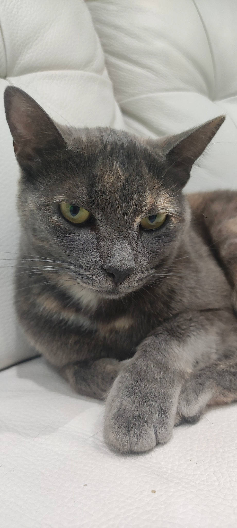 Praline a rejoint le concours — aidez-le/la à gagner de superbes lots ! carnivore, cat, domestic_short_haired_cat, felidae, fur, grey, russian_blue, small_to_medium_sized_cats, snout, terrestrial_animal, whiskers