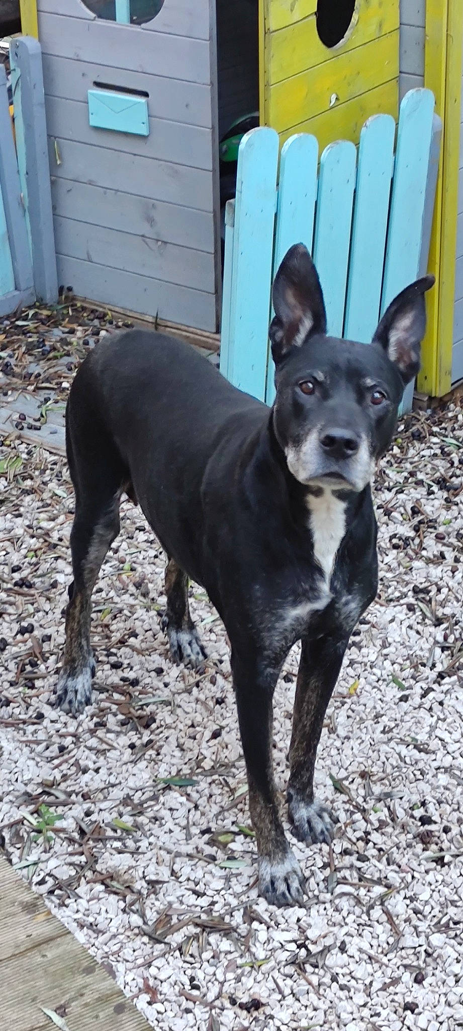 Kenya participe au concours pour gagner de l'argent avec cette photo : ancient_dog_breeds, canidae, carnivore, collar, companion_dog, dog, dog_breed, dog_collar, fawn, guard_dog, home_fencing, hunting_dog, non_sporting_group, snout, sporting_group, tail, whiskers, window, working_animal, working_dog