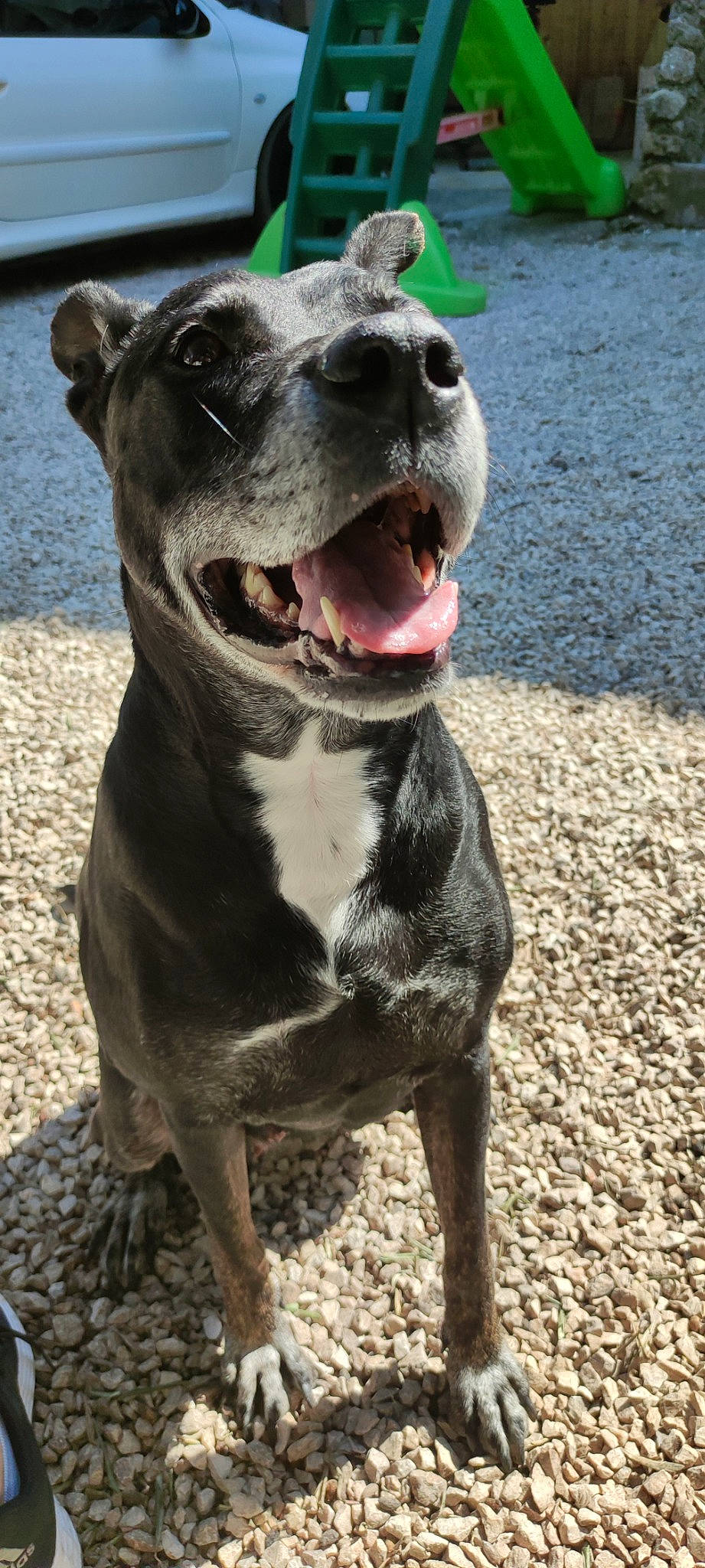 Kenya a rejoint le concours — aidez-le/la à gagner de superbes lots ! canidae, carnivore, collar, companion_dog, dog, dog_breed, dog_collar, fawn, guard_dog, hunting_dog, liquid, molosser, non_sporting_group, sporting_group, terrestrial_animal, whiskers, working_animal, working_dog