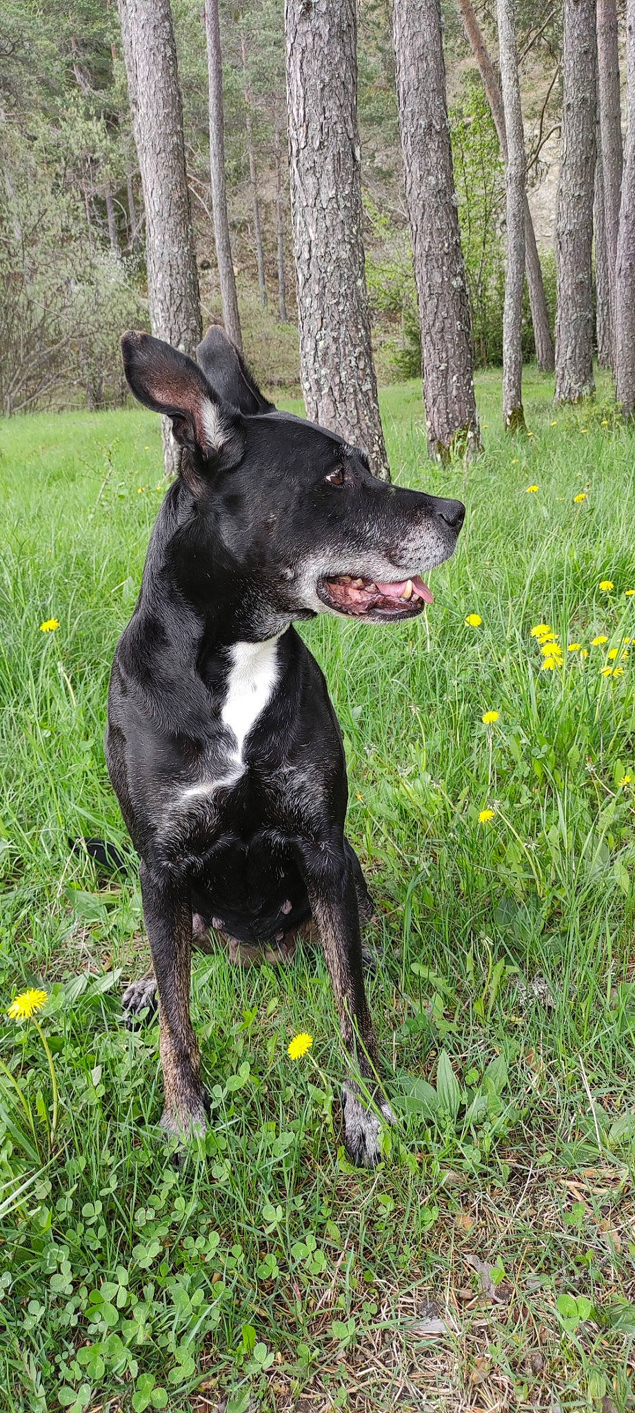 Kenya participe au concours pour gagner de l'argent avec cette photo : canidae, carnivore, collar, companion_dog, dog, dog_breed, fawn, flower, grass, grassland, groundcover, herbaceous_plant, plant, snout, sporting_group, tail, terrestrial_animal, tree, whiskers, working_animal