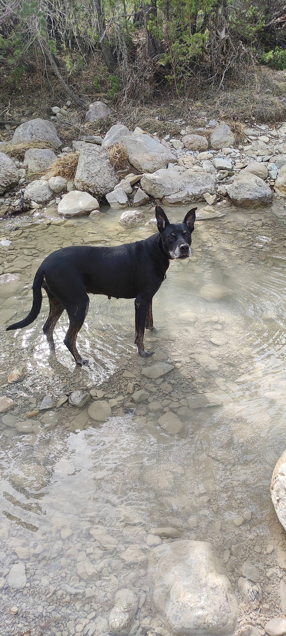 Kenya a rejoint le concours — aidez-le/la à gagner de superbes lots ! ancient_dog_breeds, canidae, carnivore, dog, dog_breed, fawn, hunting_dog, non_sporting_group, snout, sporting_group, tail, terrestrial_animal, toy_dog, working_animal, working_dog