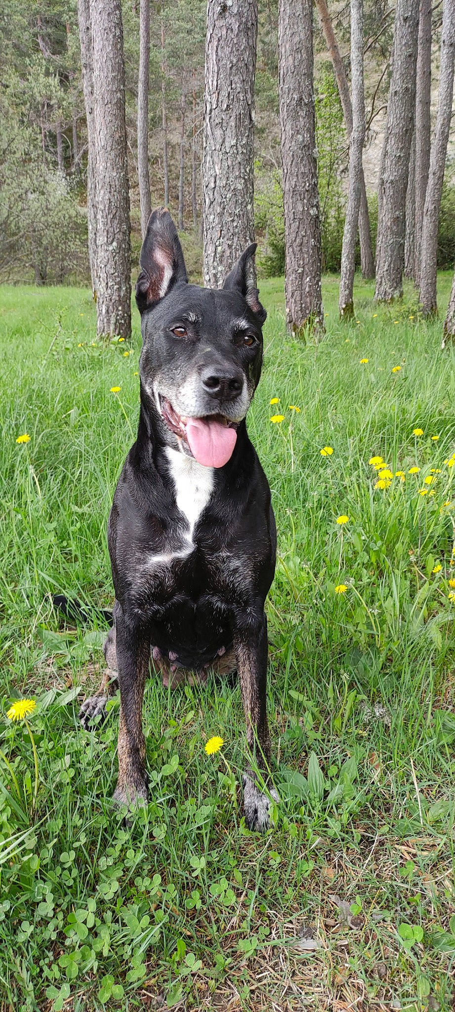 Kenya a rejoint le concours — aidez-le/la à gagner de superbes lots ! canidae, carnivore, collar, companion_dog, dog, dog_breed, dog_collar, fawn, flower, grass, guard_dog, non_sporting_group, plant, snout, sporting_group, tail, tree, whiskers, working_animal, working_dog