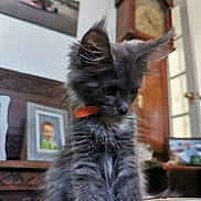 Ziggy is registered to the contest to win money with this photo: kitten, gray, cat, orange_collar, metal_bowl, indoor, furniture, grandfather_clock, photograph, portrait, curious, fluffy, young_animal, wooden_furniture, table, domestic_animal, pet, close_up, home, decor