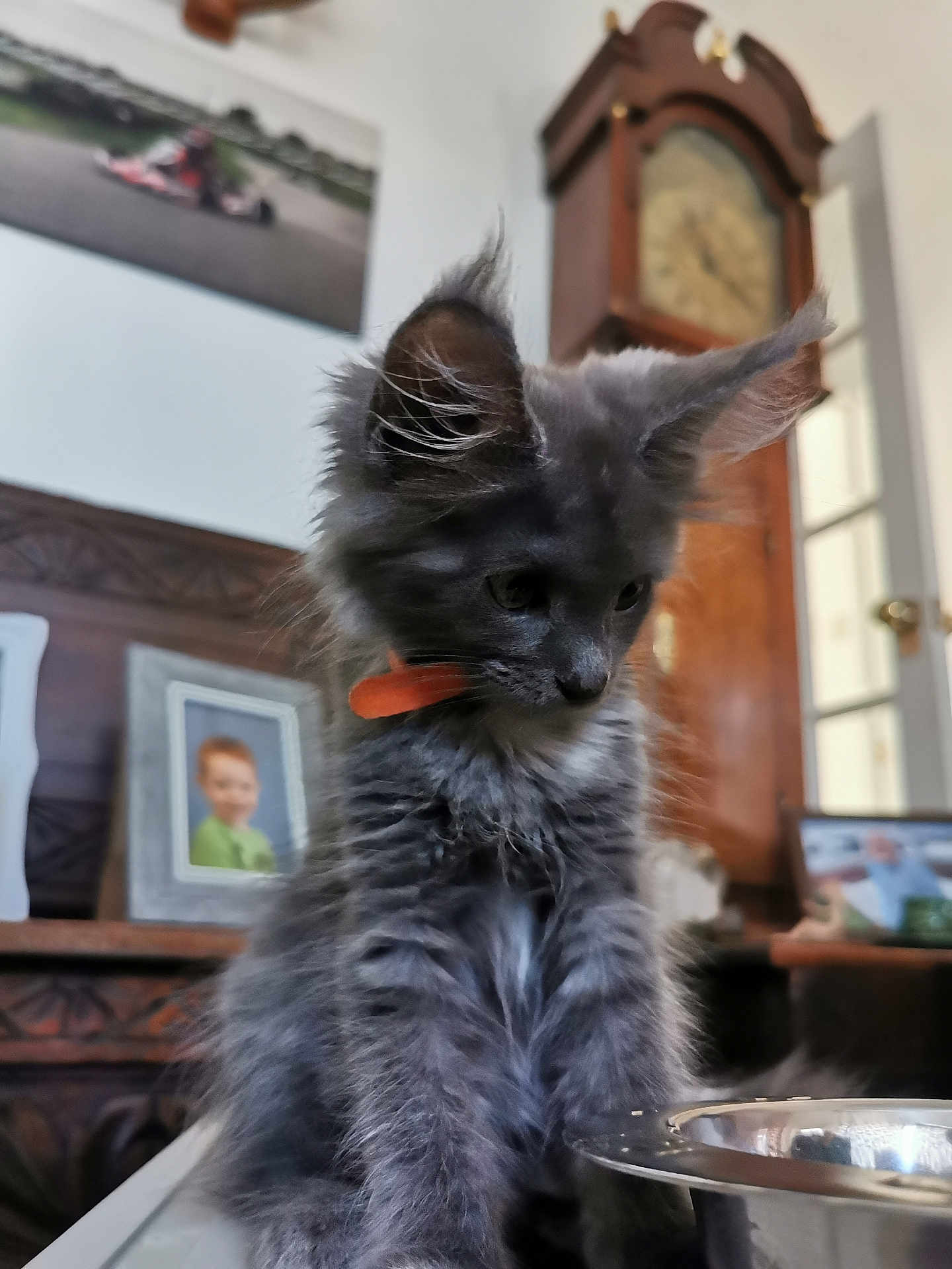 Ziggy is registered to the contest to win money with this photo: kitten, gray, cat, orange_collar, metal_bowl, indoor, furniture, grandfather_clock, photograph, portrait, curious, fluffy, young_animal, wooden_furniture, table, domestic_animal, pet, close_up, home, decor