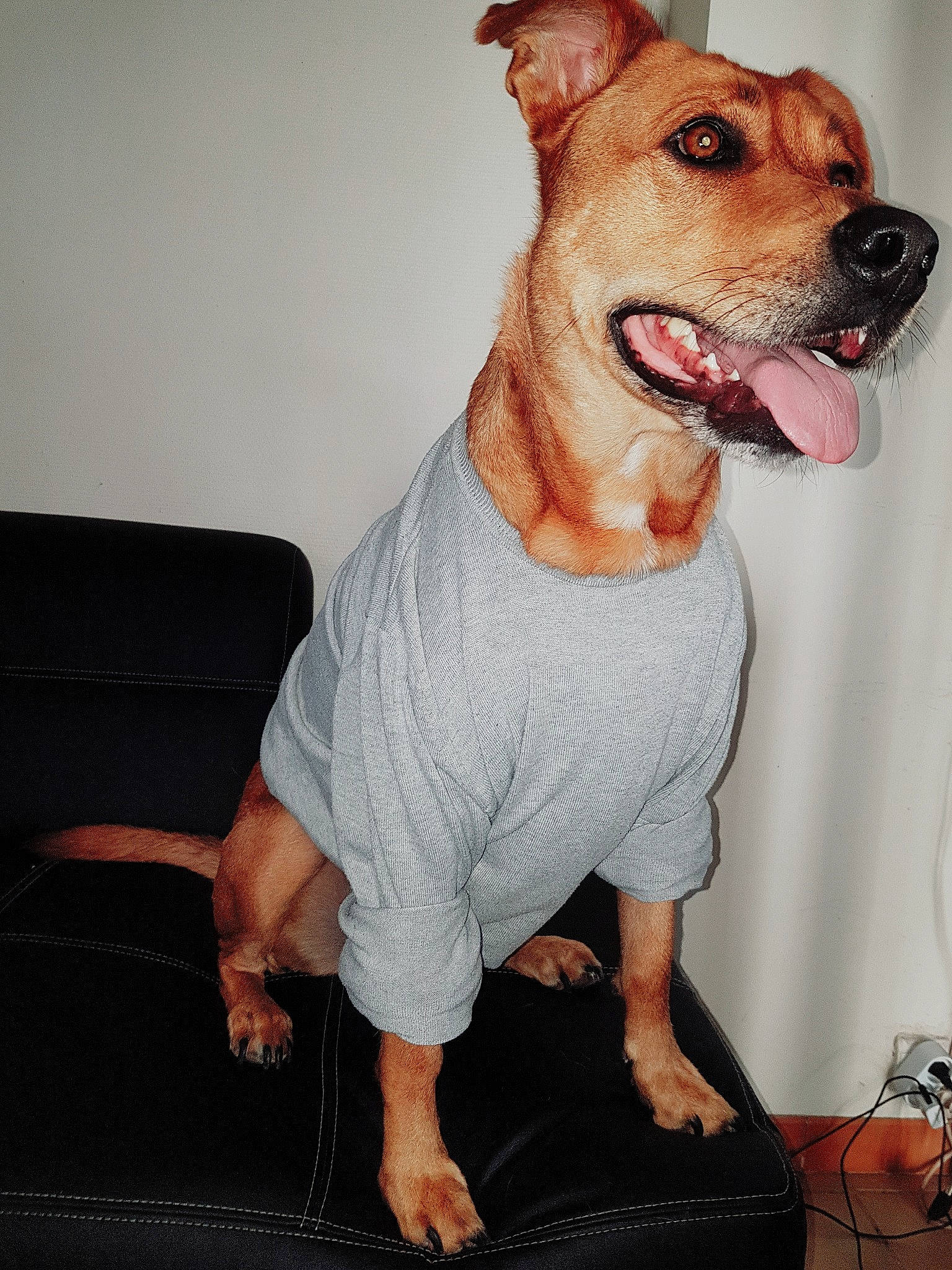 Flèche participe au concours pour gagner de l'argent avec cette photo : ancient_dog_breeds, canidae, carnivore, collar, comfort, companion_dog, dog, dog_breed, dog_clothes, dog_supply, fawn, foot, non_sporting_group, paw, sleeve, snout, sporting_group, tail, whiskers, working_animal