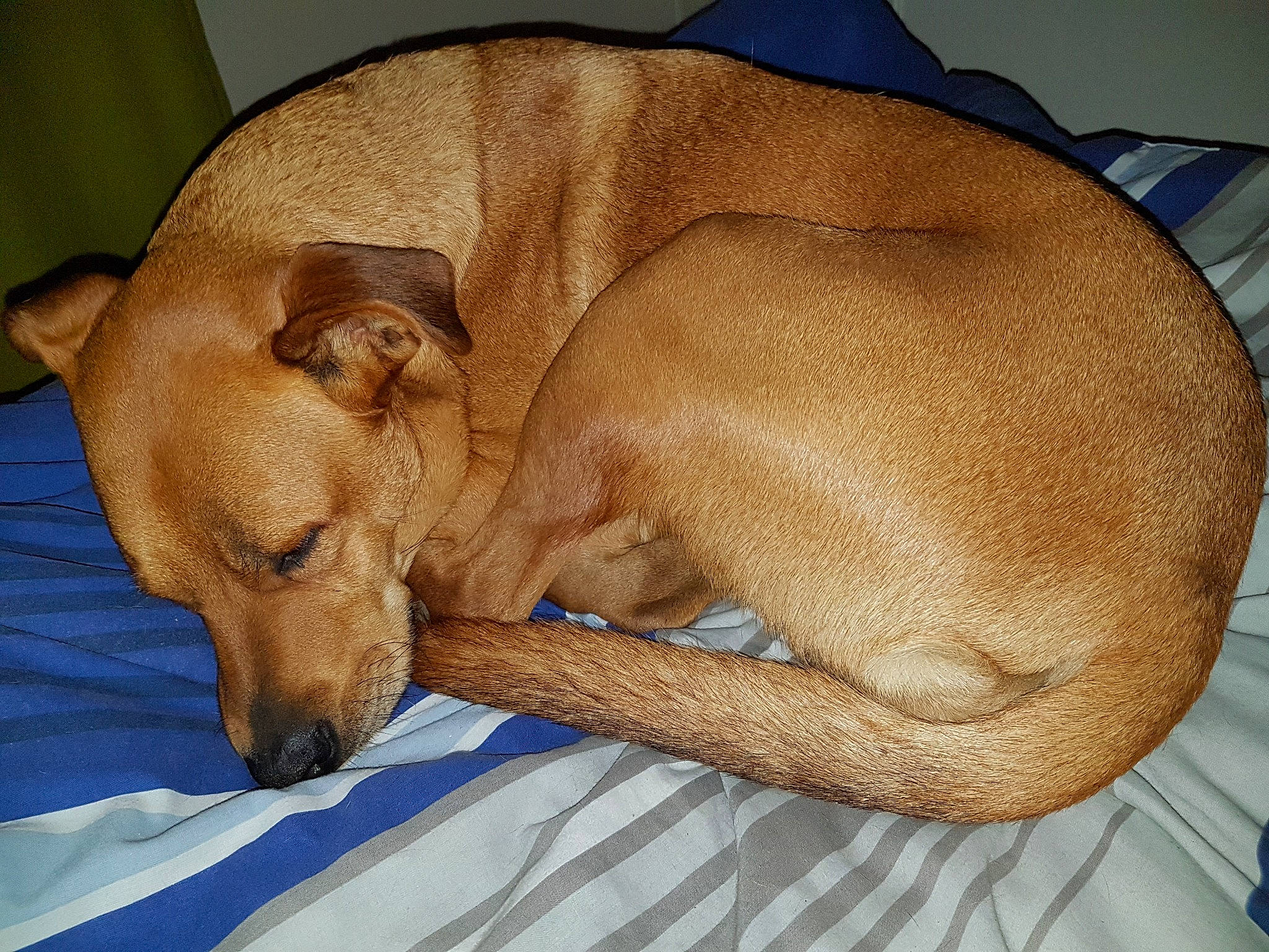 Flèche participe au concours pour gagner de l'argent avec cette photo : canidae, carnivore, comfort, companion_dog, dog, dog_breed, dog_supply, ear, fawn, liver, nap, non_sporting_group, paw, pet_supply, sleep, snout, sporting_group, tail, terrestrial_animal, working_animal