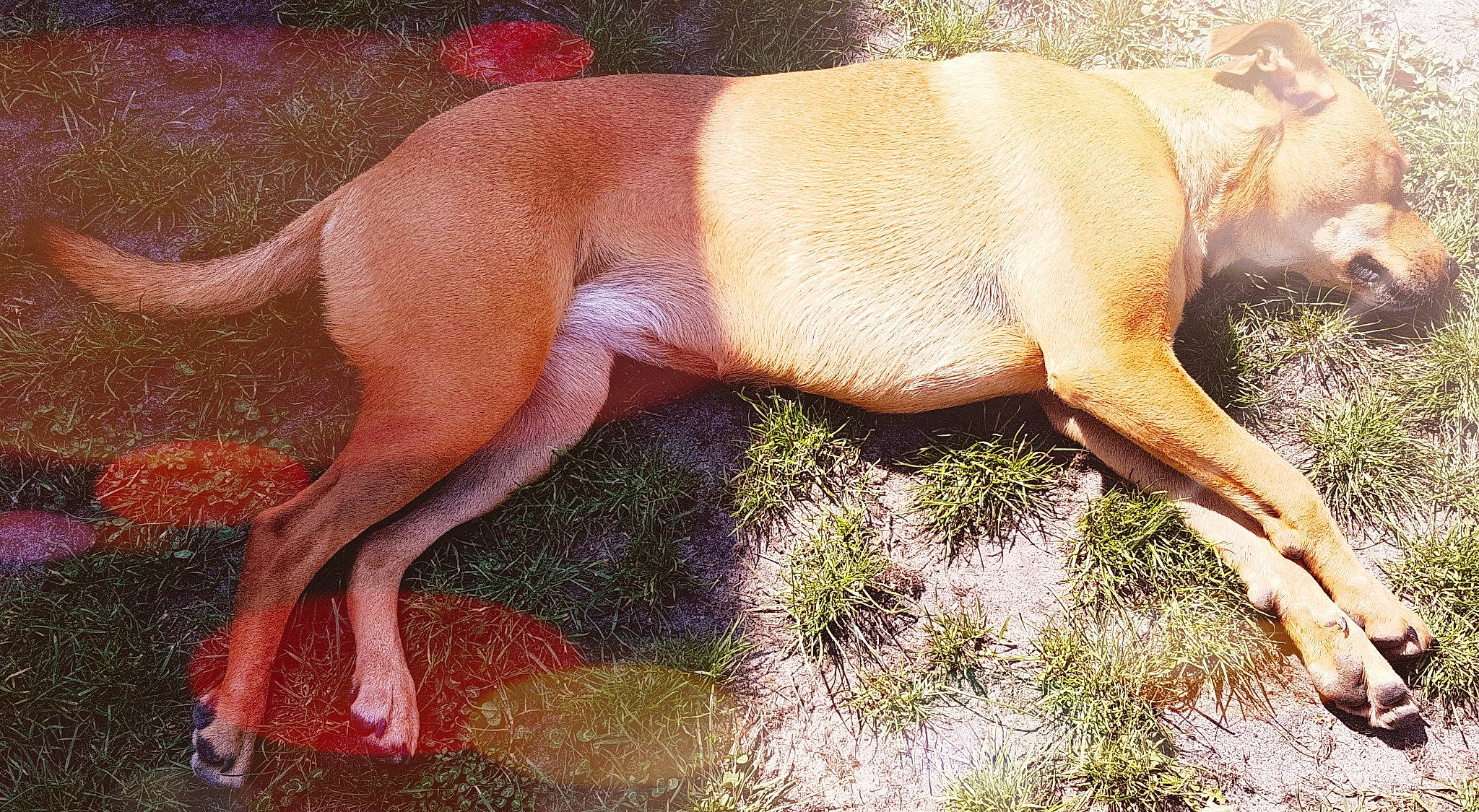 Flèche participe au concours pour gagner de l'argent avec cette photo : art, canidae, carnivore, comfort, dog, dog_breed, fawn, grass, hunting_dog, liver, non_sporting_group, snout, sporting_group, tail, terrestrial_animal, wildlife