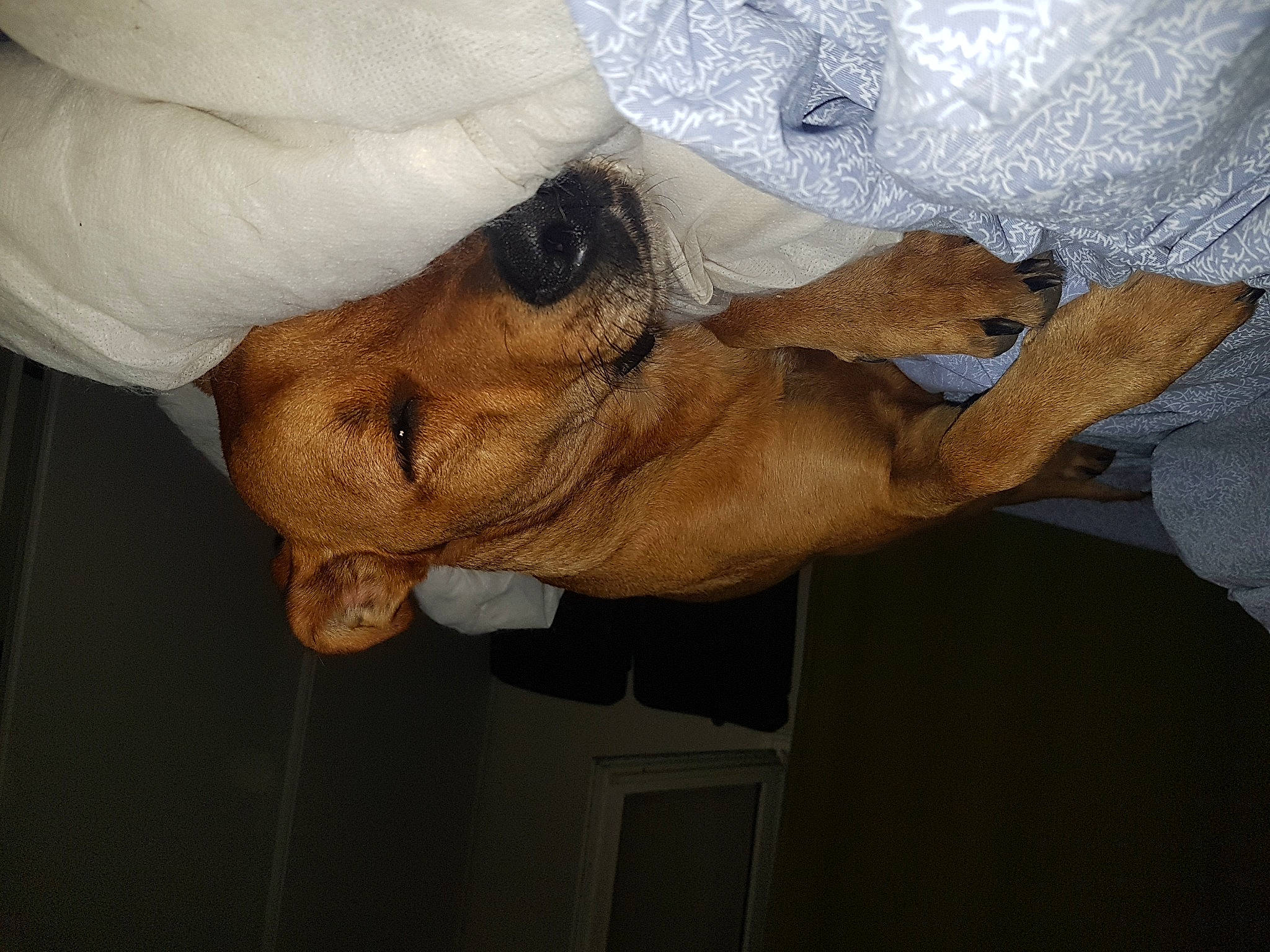 Flèche a rejoint le concours — aidez-le/la à gagner de superbes lots ! comfort, dog_breed, elbow, fawn, fur, gesture, sleeve, snout, sporting_group, terrestrial_animal, tree, wood, working_animal, wrinkle, wrist