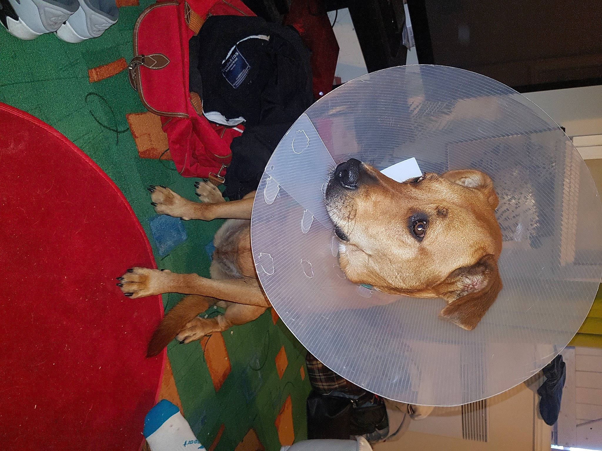 Flèche a rejoint le concours — aidez-le/la à gagner de superbes lots ! art, bear, canidae, carnivore, companion_dog, cuisine, dog, dog_breed, fawn, flooring, fun, fur, sporting_group, toy, visual_arts, whiskers, working_animal