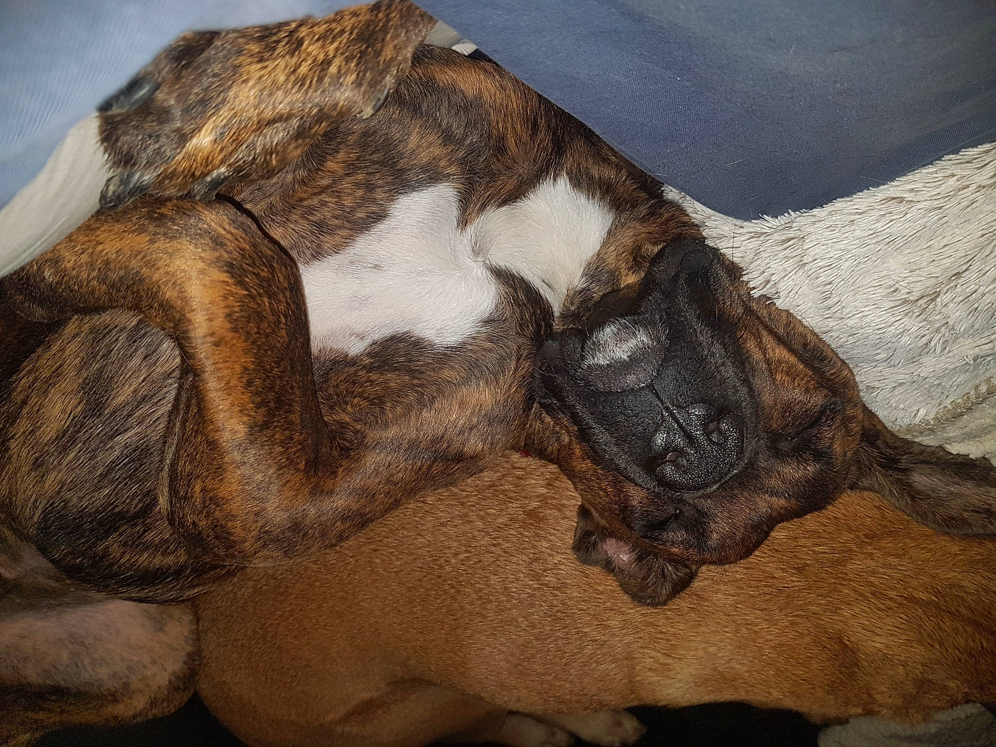 Brady a rejoint le concours — aidez-le/la à gagner de superbes lots ! art, drawing, fawn, fur, human_leg, illustration, jaw, landscape, liver, painting, pattern, paw, snout, terrestrial_animal, tree, visual_arts, wildlife, wood, working_animal, wrinkle