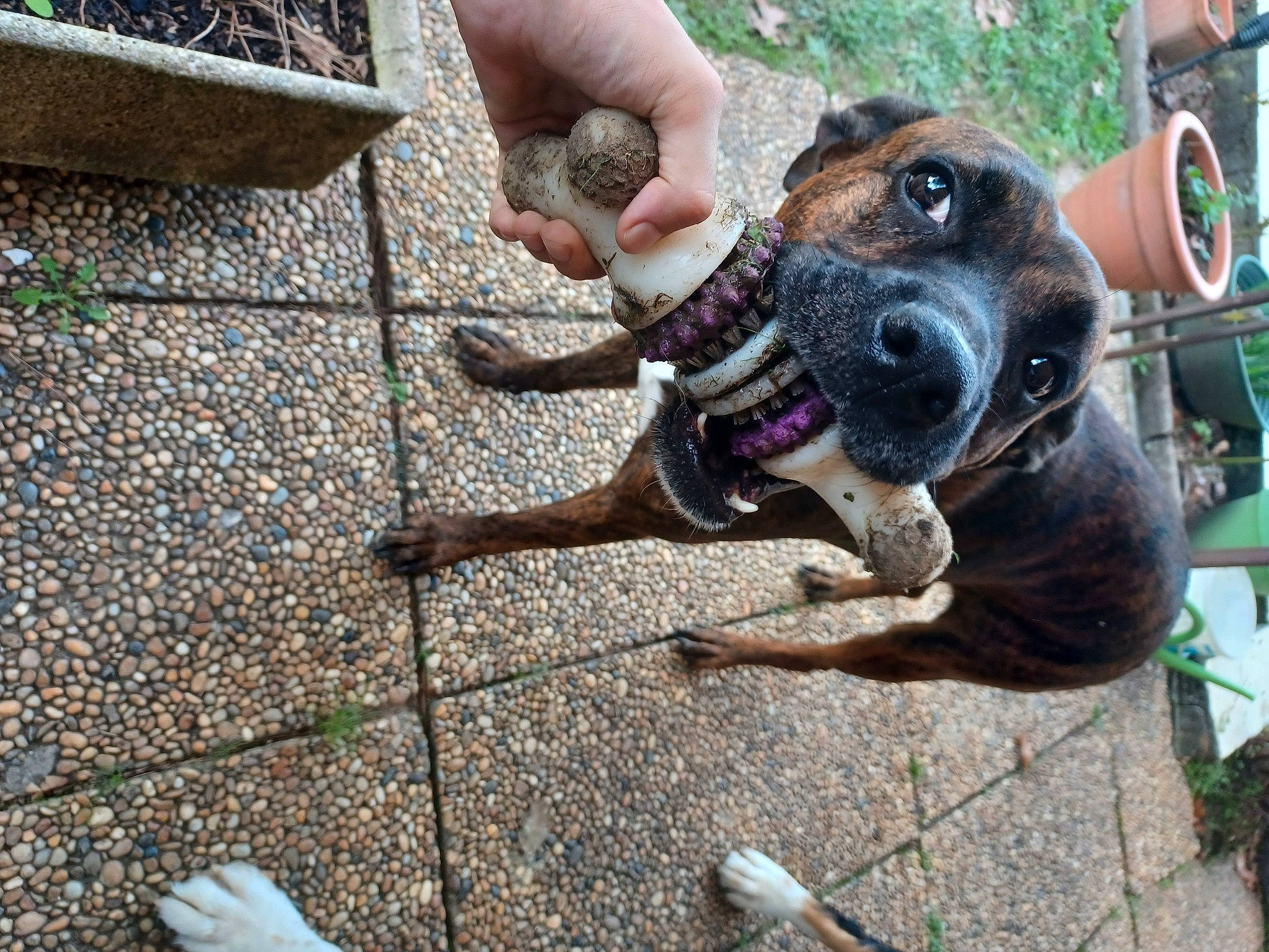 Brady participe au concours pour gagner de l'argent avec cette photo : carnivore, collar, companion_dog, dog, dog_breed, dog_collar, fawn, flooring, guard_dog, leash, molosser, paw, pet_supply, plant, road_surface, shadow, sidewalk, soil, working_animal, working_dog