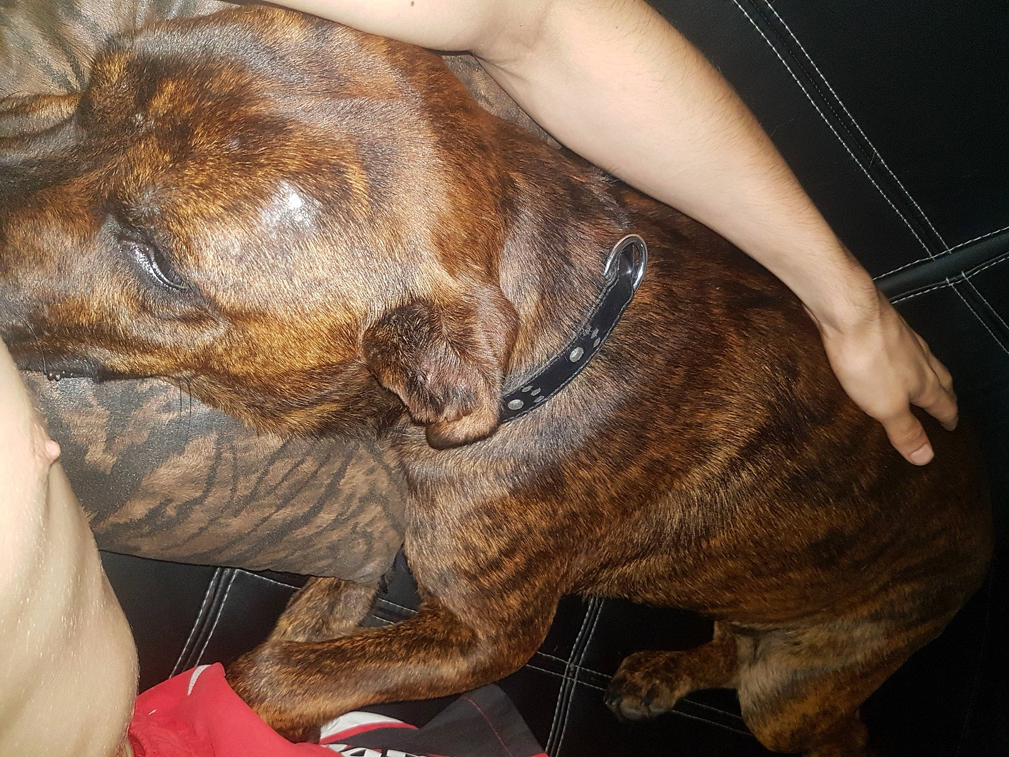 Brady a rejoint le concours — aidez-le/la à gagner de superbes lots ! canidae, carnivore, comfort, companion_dog, dog, dog_breed, ear, fawn, foot, hand, human_leg, liver, molosser, nail, snout, sporting_group, terrestrial_animal, whiskers, working_animal, wrinkle