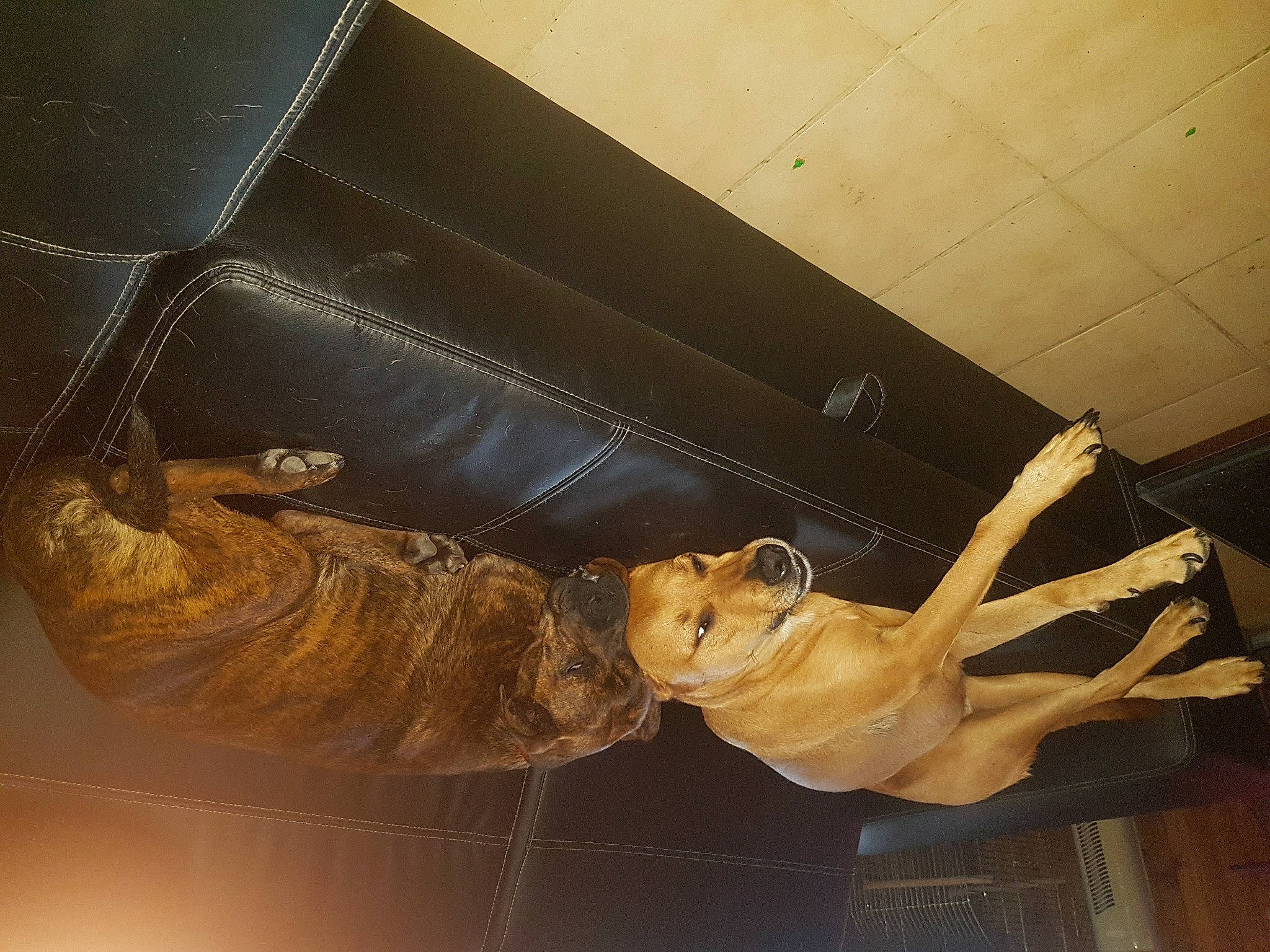 Brady participe au concours pour gagner de l'argent avec cette photo : art, carving, ceiling, elbow, metal, sculpture, statue, visual_arts, wing, wood