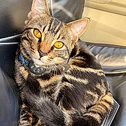 Muffin joined the competition — help win amazing prizes! animal, car_interior, cat, close_up, collar, domestic_cat, ears, feline, fur, golden_eyes, pet, relaxed, seat_cover, sitting, striped_fur, sunlight, tabby, tail, texture, whiskers