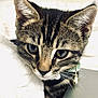 Muffin joined the competition — help win amazing prizes! kitten, cat, tabby, close_up, pet, collar, bell, whiskers, blue_eyes, fur, cute, animal, face, domestic_cat, curious, soft, blanket, indoor, young, feline