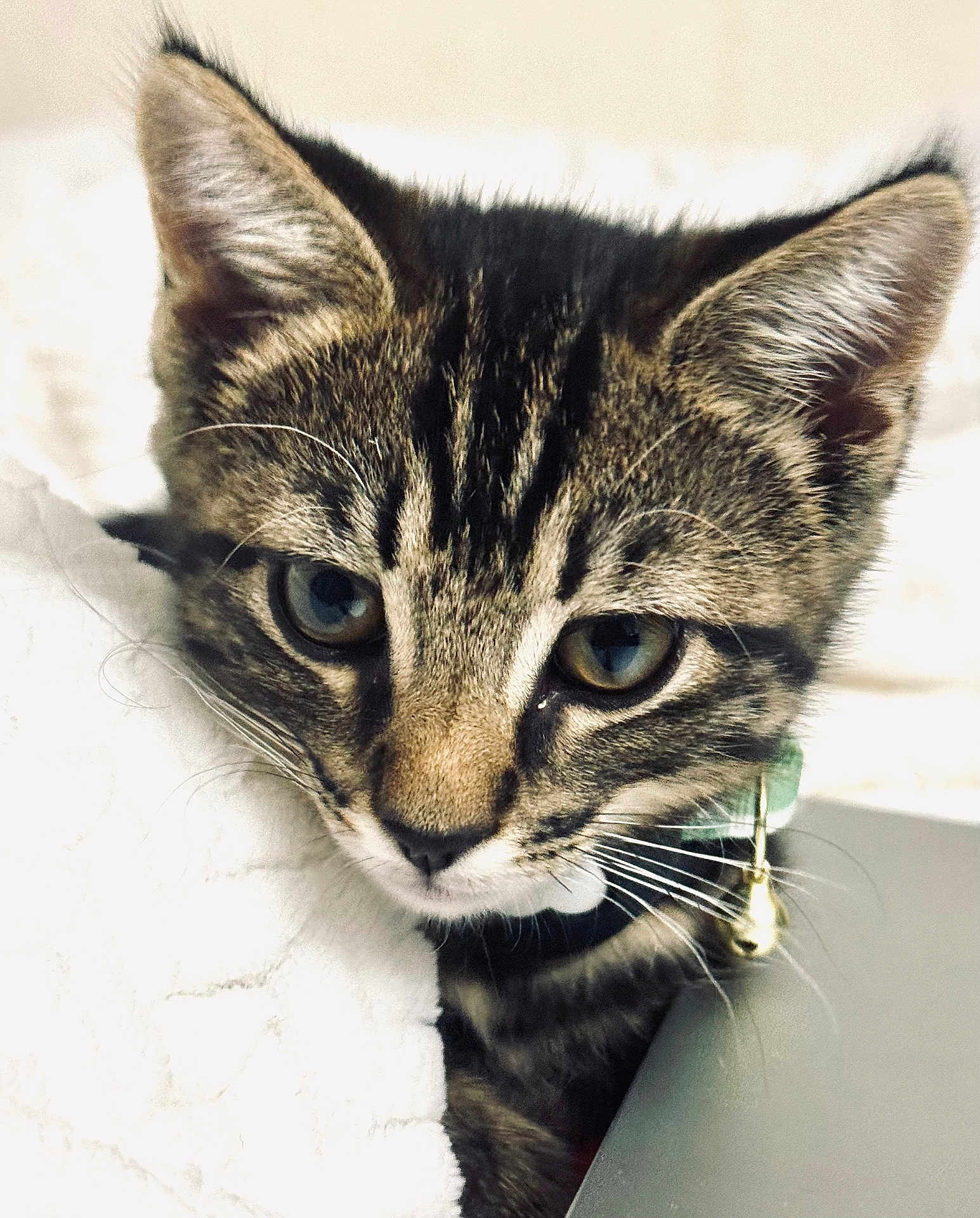 Muffin joined the competition — help win amazing prizes! kitten, cat, tabby, close_up, pet, collar, bell, whiskers, blue_eyes, fur, cute, animal, face, domestic_cat, curious, soft, blanket, indoor, young, feline