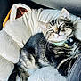 Muffin is registered to the contest to win money with this photo: kitten, cat, sleeping, tabby, pet_bed, plush, cozy, fur, whiskers, collar, indoor, cute, animal, relaxation, resting, domestic_cat, small_pet, soft, comfort, adorable
